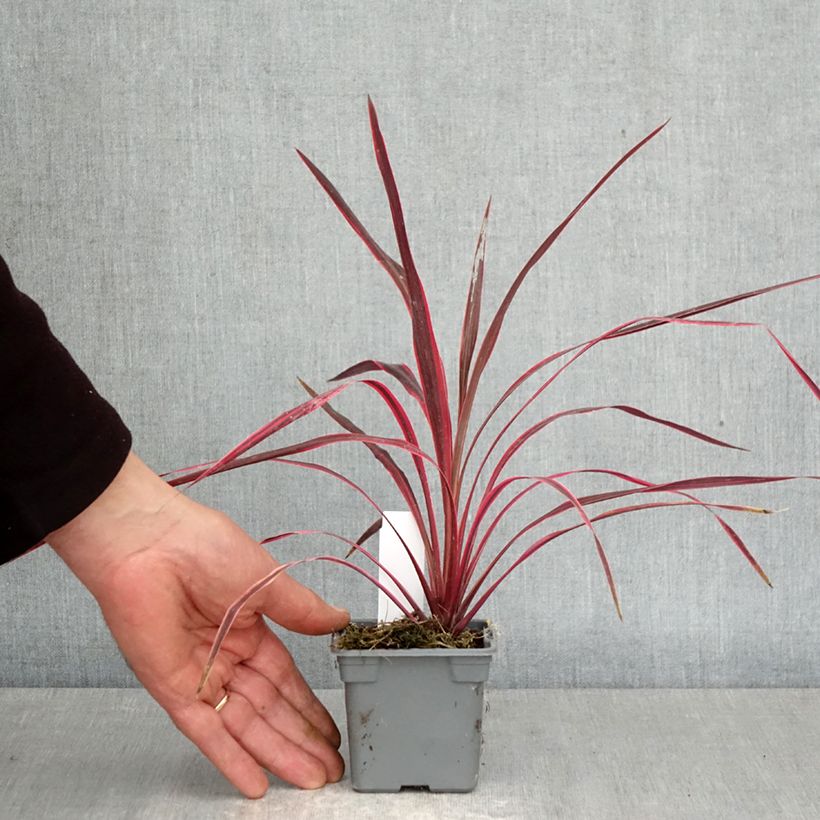 Cordyline australis Cherry Sensation - Cordiline Vasetto da 8/9 cm esemplare consegnato in primavera
