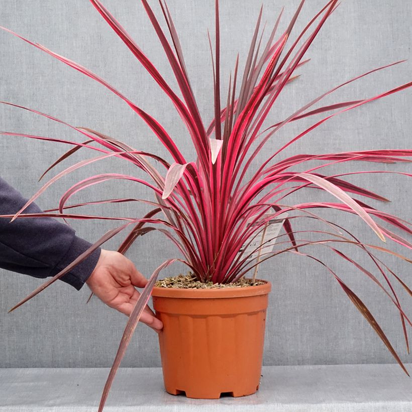 Cordyline australis Cherry Sensation - Cordiline Vaso da 6L/7L esemplare consegnato in primavera