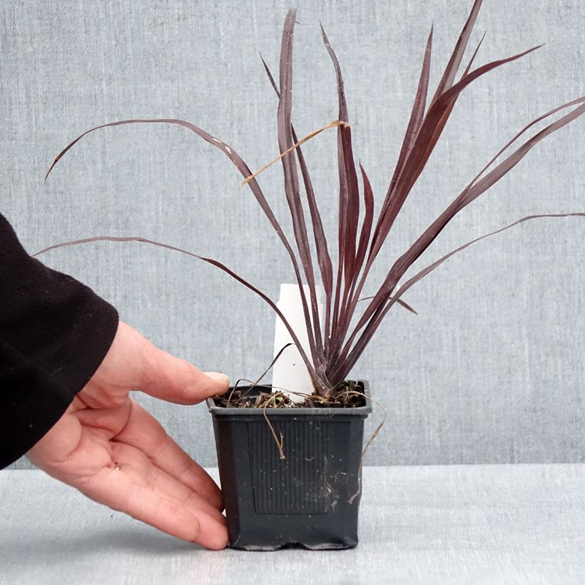 Example of Cordyline australis Design a Line Burgundy - Cordiline Vasetto da 8/9 cm as you get in printemps