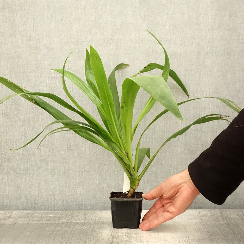 Esemplare di Cordyline australis Emerald Star Artic Jungle Godet de 8/9 cm come consegnato in autunno