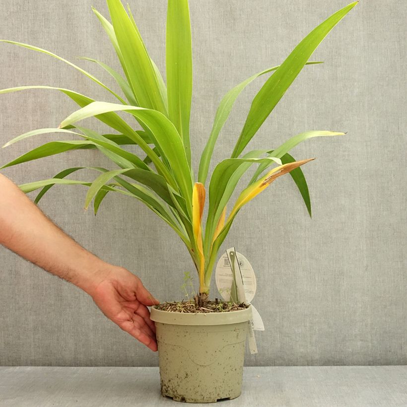 Esemplare di Cordyline australis Emerald Star - Cordiline Vaso da 2L/3L consegnato in estate