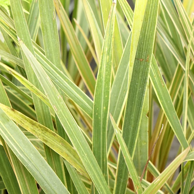 Cordyline australis Fantasy - Cordiline (Fogliame)