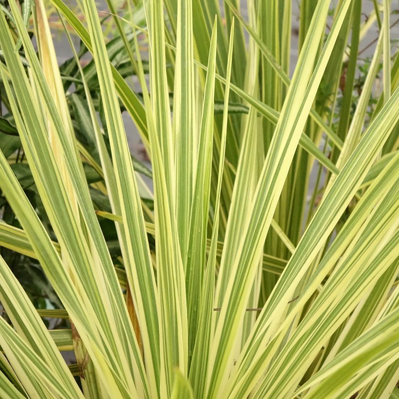 Cordyline australis Lime Passion - Cordiline (Fogliame)