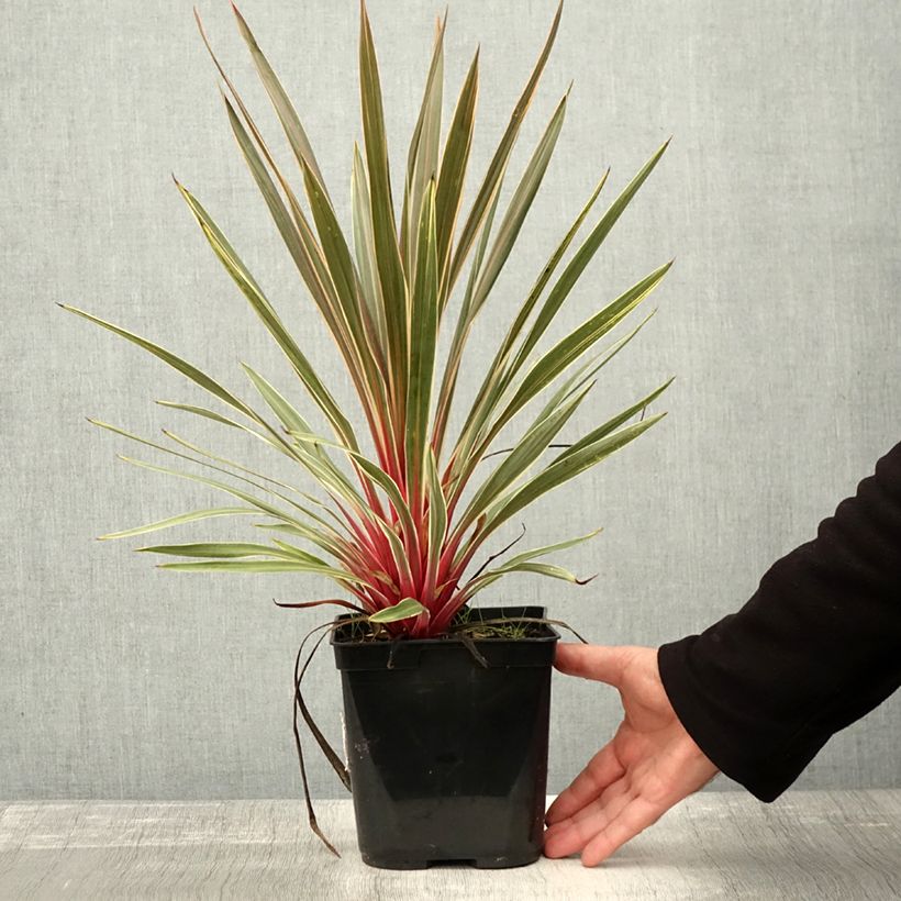 Esemplare di Cordyline australis Magic Star Pot de 3L/4L come consegnato in autunno