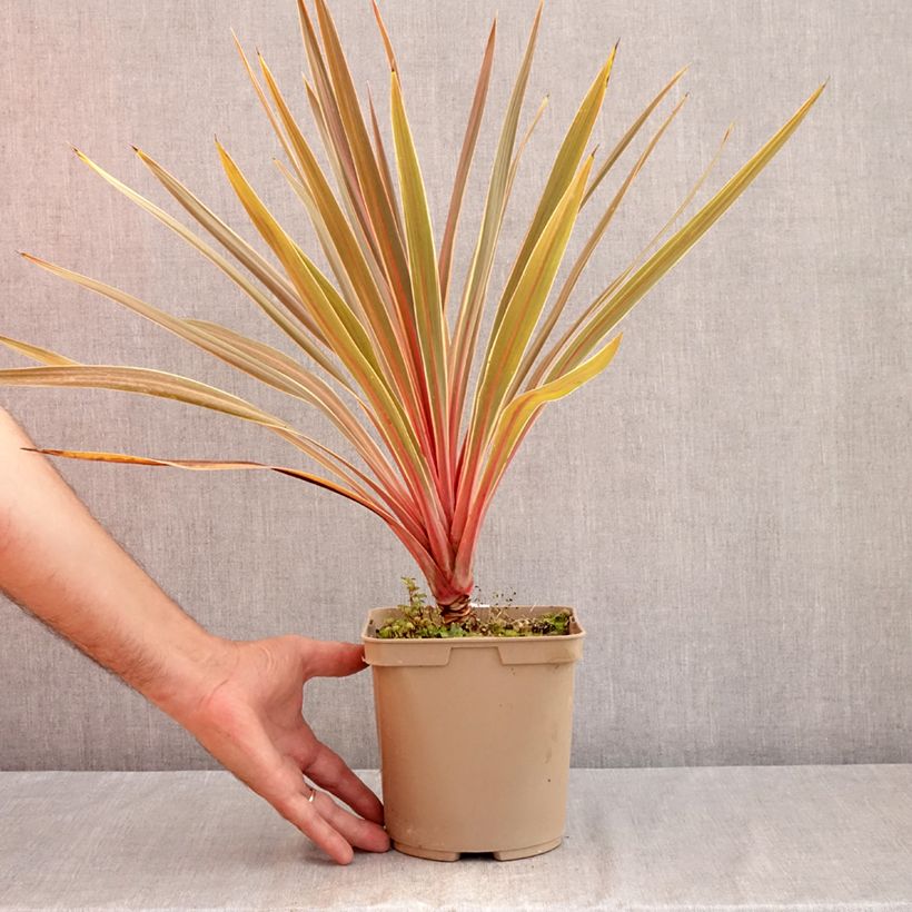 Esemplare di Cordyline australis Magic Star - Cordiline Vaso da 3L/4L consegnato in estate