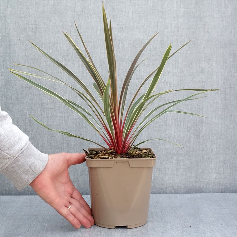 Example of Cordyline australis Magic Star - Cordiline Vaso da 3L/4L as you get in printemps