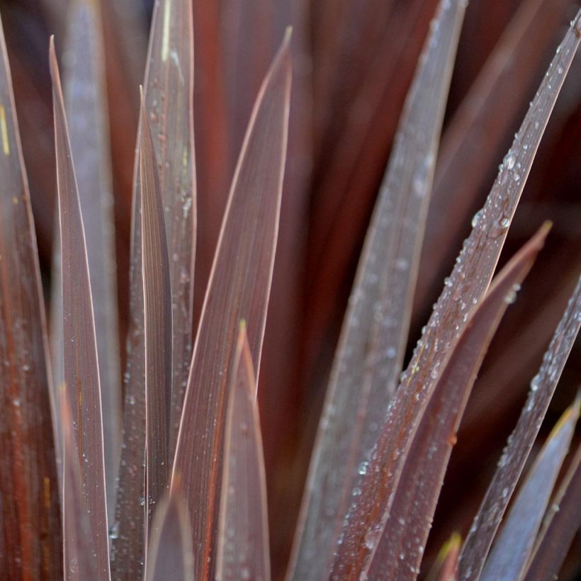 Cordyline australis Red Star - Cordiline (Fogliame)