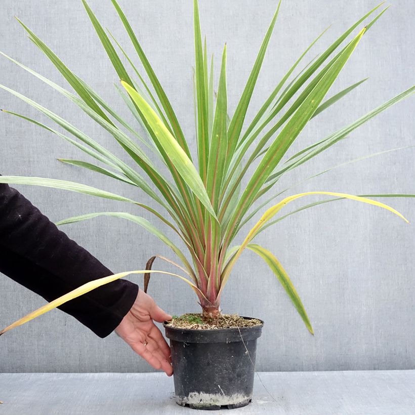 Example of Cordyline australis Sundance - Cordiline Vaso da 2L/3L as you get in hiver
