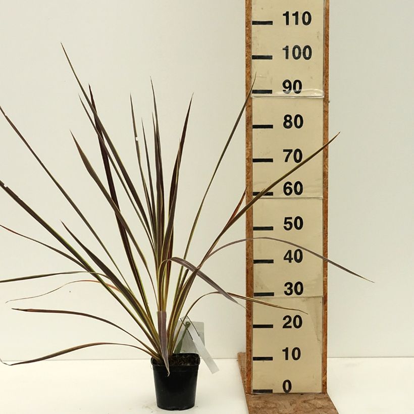 Cordyline banksii Electric Flash - Cordiline Vaso da 1,5L/2L esemplare consegnato in primavera
