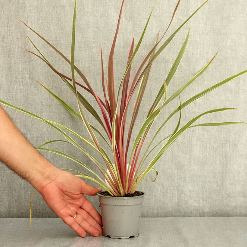 Esemplare di Cordyline banksii Can Can - Cordiline Vaso da Ø 12 cm / 13 cm consegnato in estate
