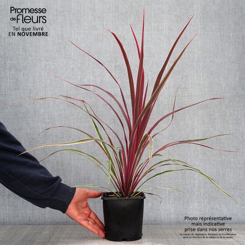 Esemplare di Cordyline banksii Can Can - Cordiline Vaso da 2L/3L come consegnato in autunno