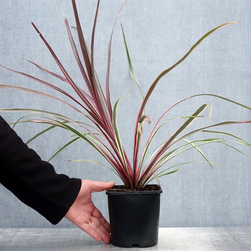 Cordyline banksii Can Can - Cordiline Vaso da 2L/3L esemplare consegnato in primavera