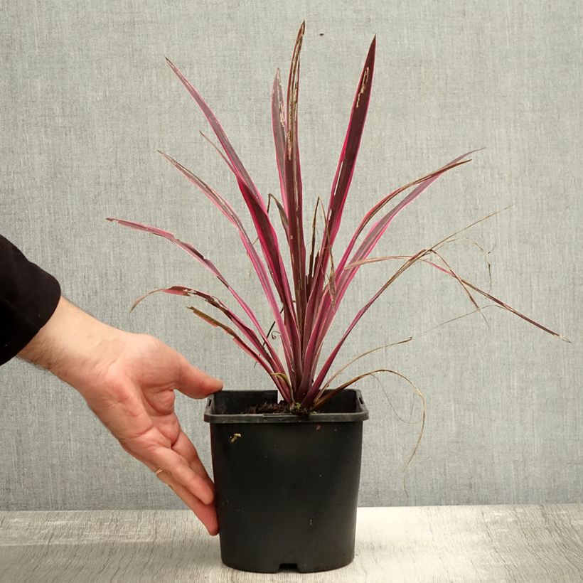 Esemplare di Cordyline Paso Doble - Cordyline australe Pot de 1,5L/2L come consegnato in autunno