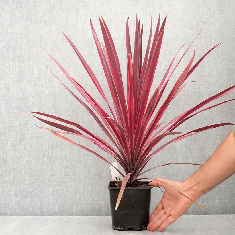Esemplare di Cordyline Paso Doble - Cordiline Vaso da 1,5L/2L consegnato in estate