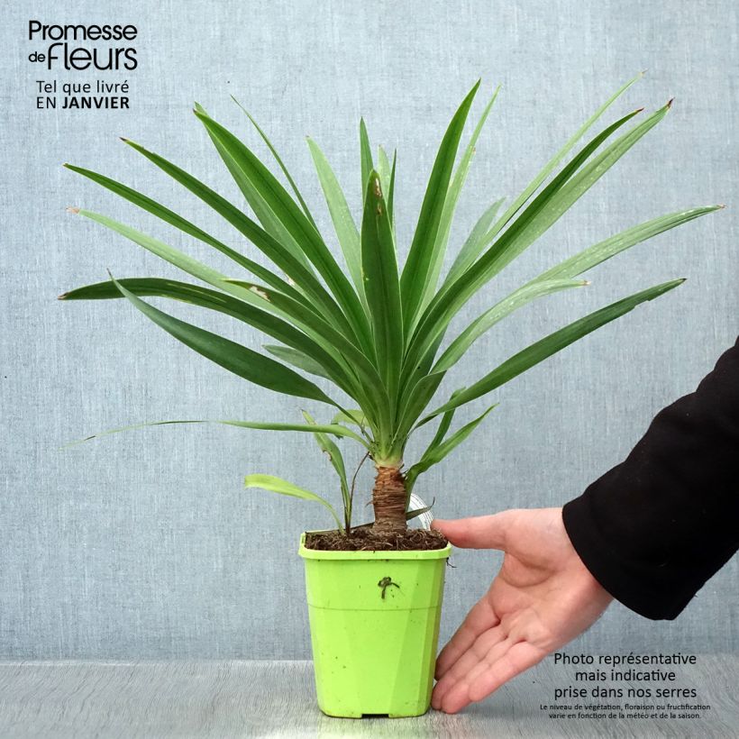 Cordyline Ti Tawhiti Pot de 1L/1,5L esemplare consegnato in inverno