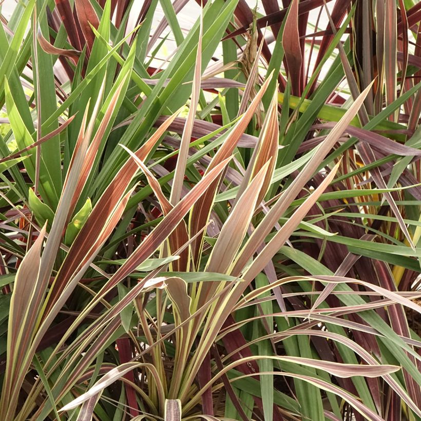 Cordyline trio pot déco Black Knight/Electric Flash/Peko (Fogliame)