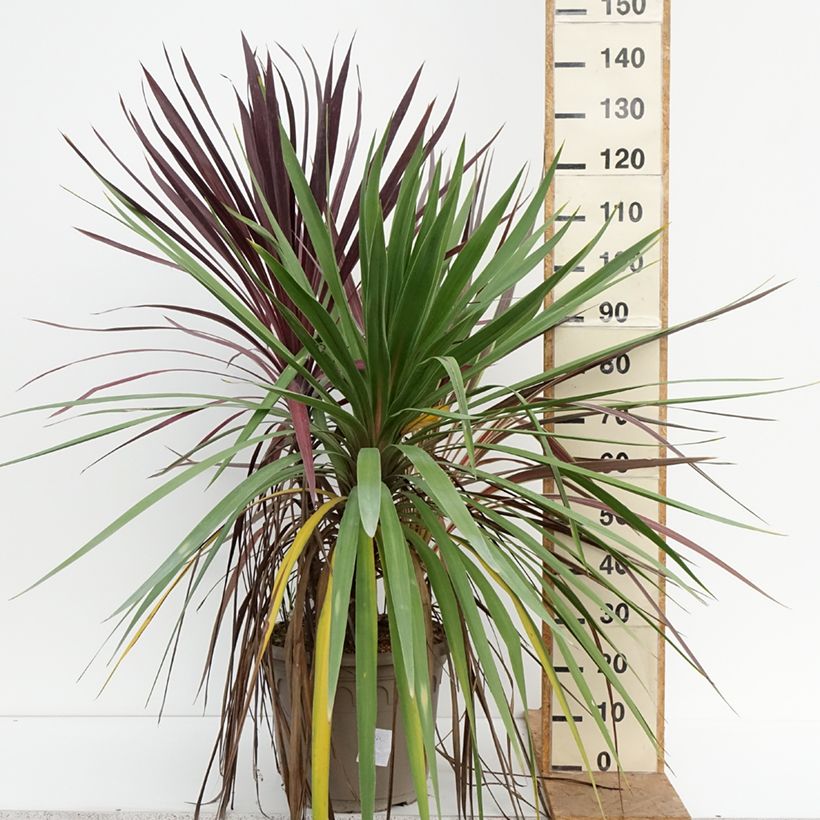 Esemplare di Cordyline trio pot déco Black Knight/Electric Flash/Peko Vaso da 20L/25L come consegnato in autunno