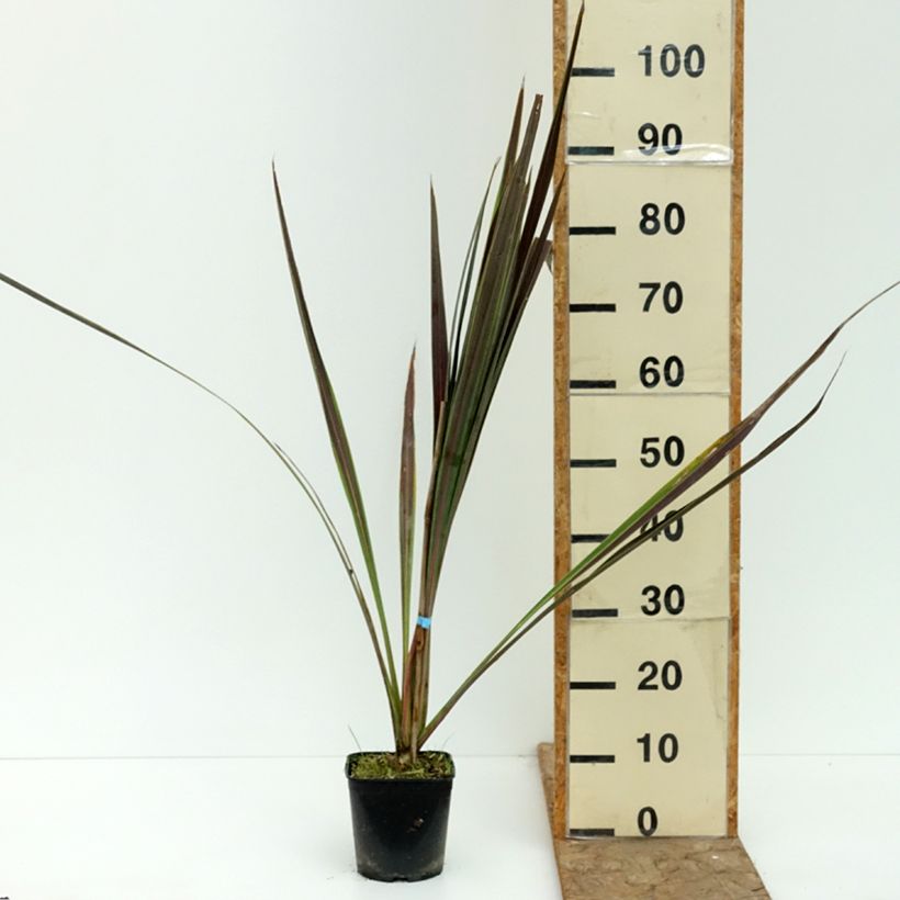 Esemplare di Cordyline banksii Electric Star - Cordiline Vaso da 1,5L/2L consegnato in estate