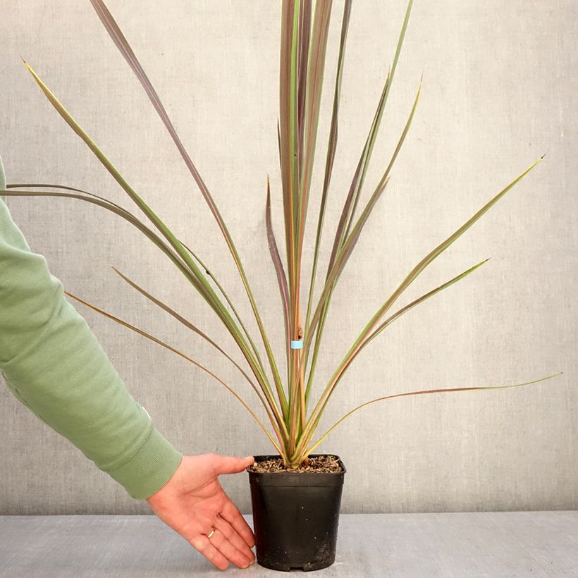 Cordyline banksii Electric Star - Cordiline Vaso da 1,5L/2L esemplare consegnato in inverno