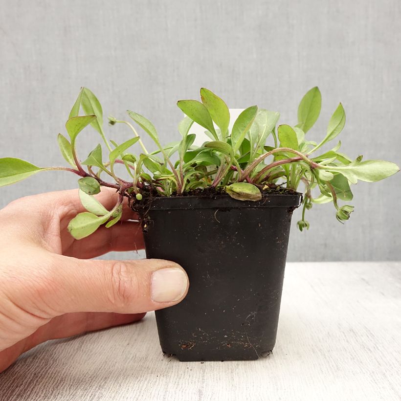 Coreopsis auriculata nana Elfin Gold Vasetto da 8/9 cm esemplare consegnato in primavera