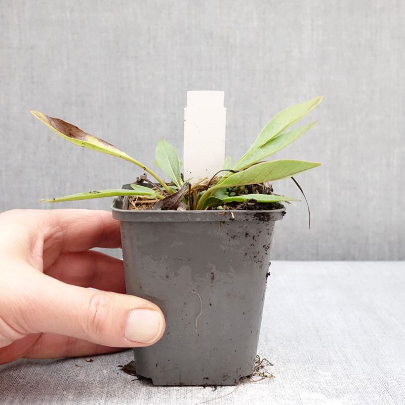 Example of Coreopsis grandiflora Solar Fancy Vasetto da 7/8 cm as you get in hiver