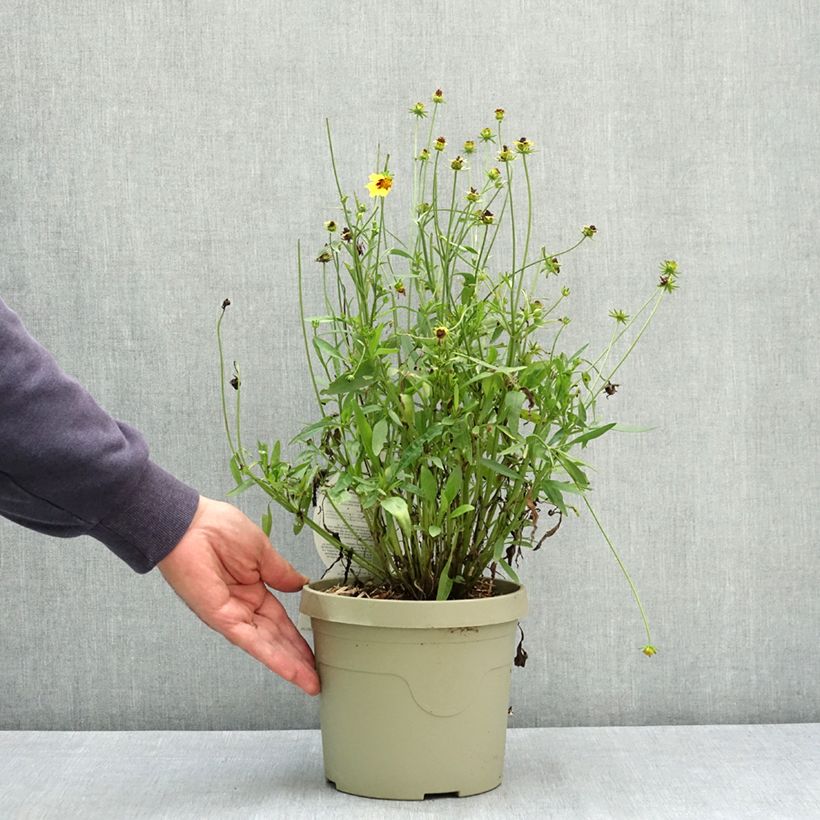 Esemplare di Coreopsis grandiflora Solar Fancy Pot de 3L/4L consegnato in estate