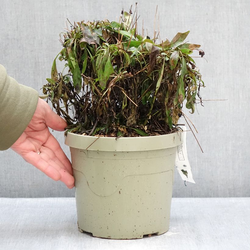 Example of Coreopsis grandiflora Solar Fancy Vaso da 3L/4L as you get in hiver