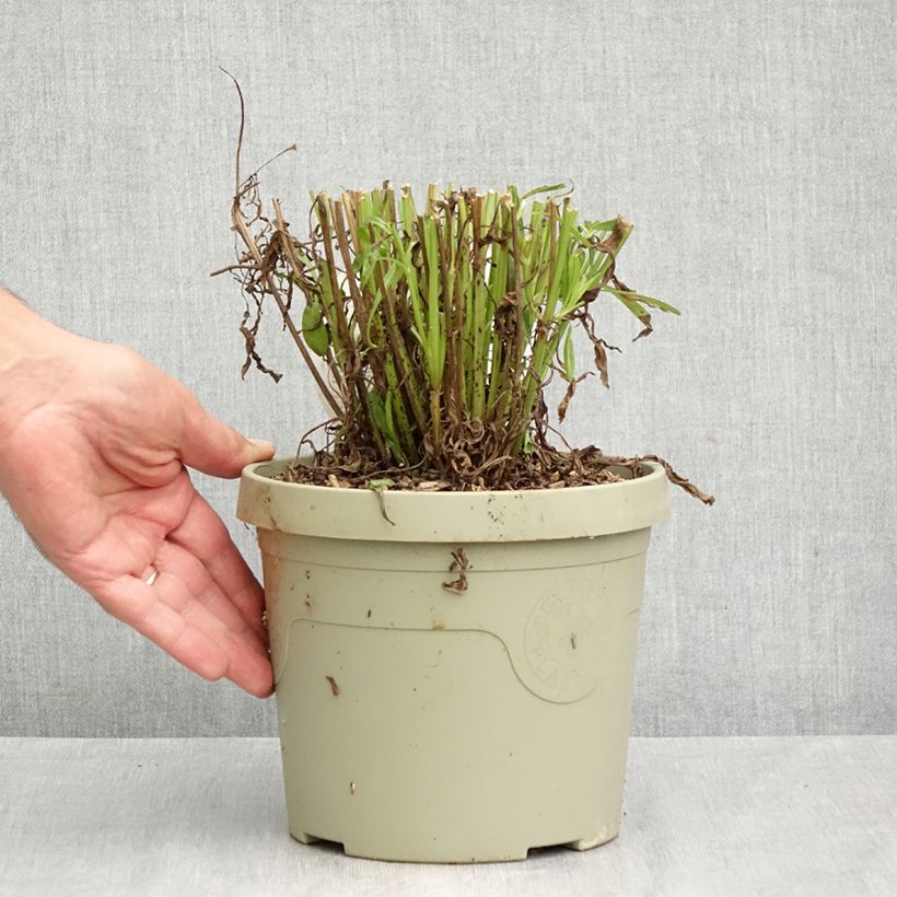 Esemplare di Coreopsis grandiflora Solar Jewel Pot de 3L/4L come consegnato in autunno
