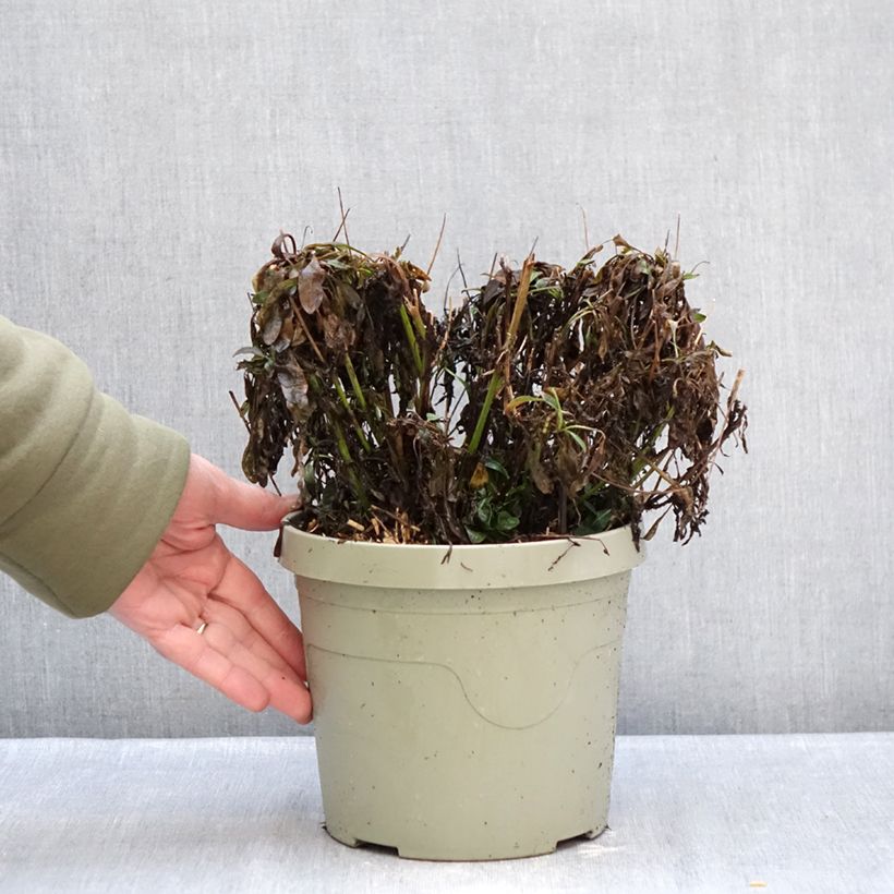 Coreopsis grandiflora Solar Jewel Vaso da 3L/4L esemplare consegnato in inverno