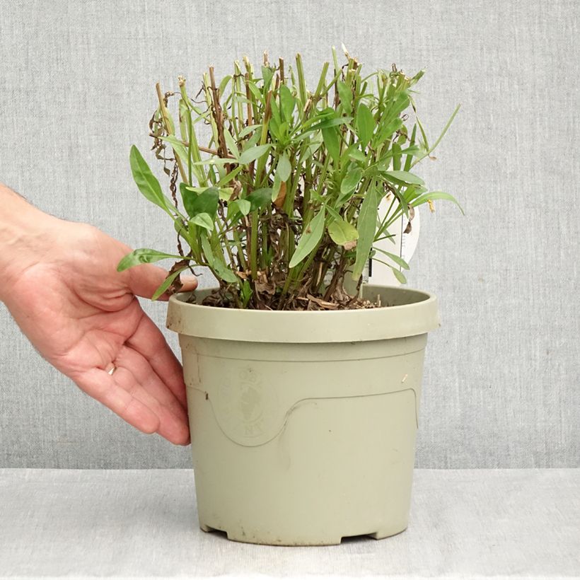 Esemplare di Coreopsis grandiflora Solar Moon Pot de 3L/4L come consegnato in autunno