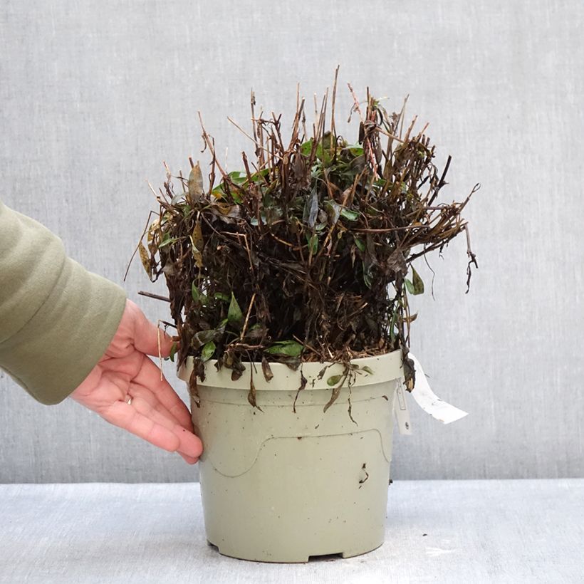 Coreopsis grandiflora Solar Moon Vaso da 3L/4L esemplare consegnato in inverno