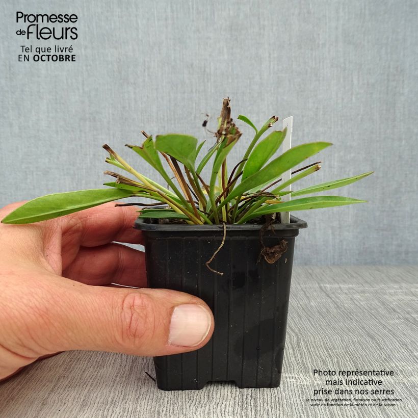 Esemplare di Coreopsis grandiflora Sonnenkind Vasetto da 8/9 cm come consegnato in autunno
