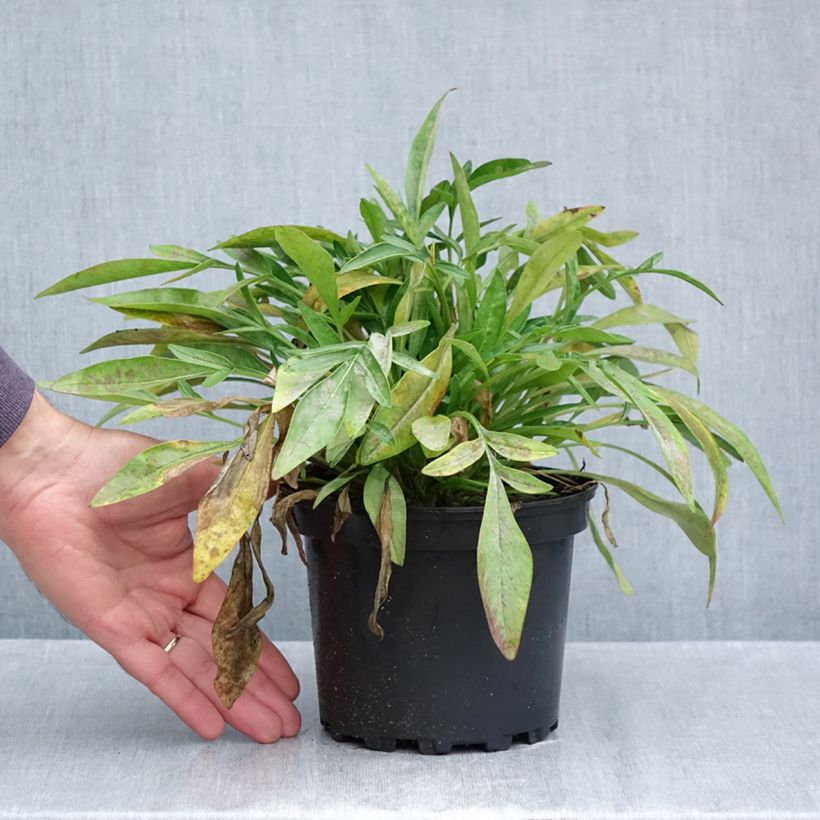 Esemplare di Coreopsis grandiflora Sonnenkind Vaso da 2L/3L come consegnato in autunno
