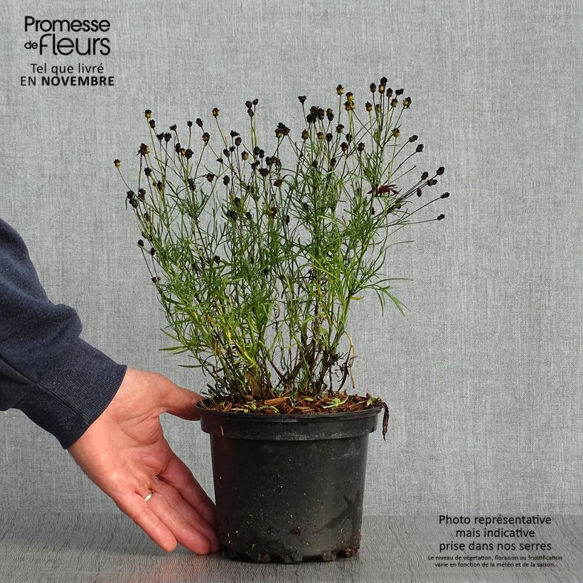 Esemplare di Coreopsis verticilliata Red Satin Vaso da 2L/3L come consegnato in autunno