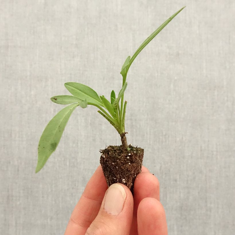 Coreopsis Uptick Cream mini zolla... esemplare consegnato in primavera