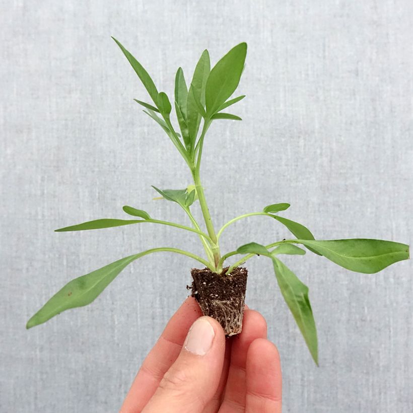 Coreopsis Uptick Red mini zolla... esemplare consegnato in primavera