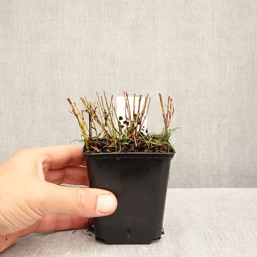 Esemplare di Coreopsis verticillata Sunbeam Vasetto da 8/9 cm come consegnato in autunno