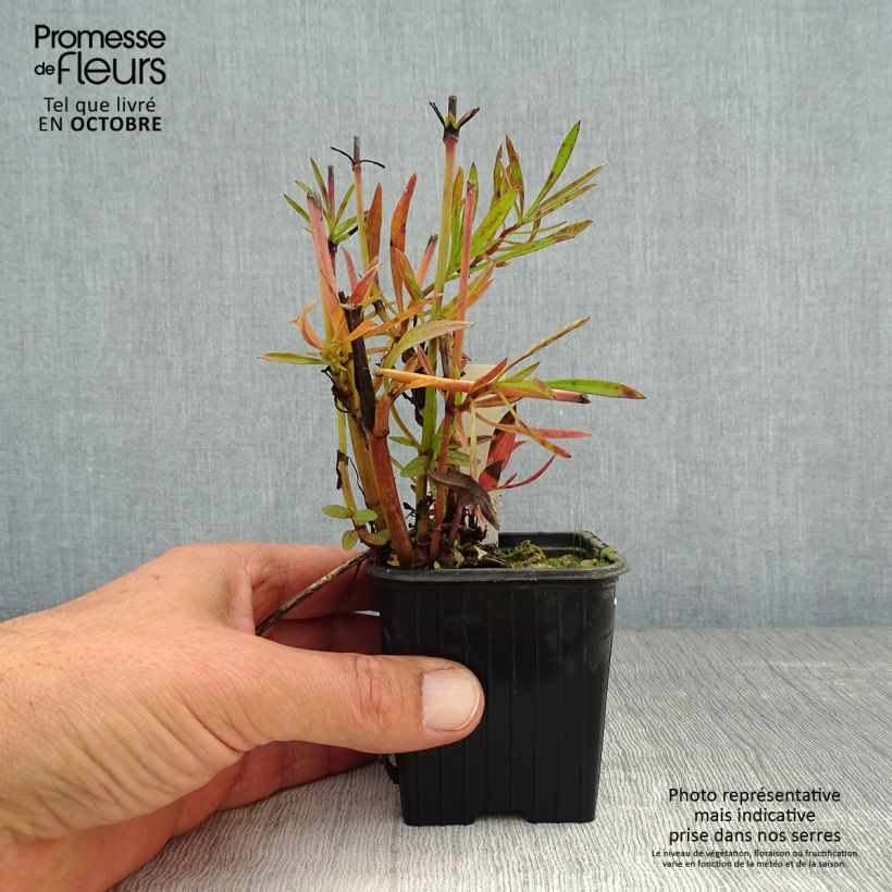 Esemplare di Coreopsis verticillata Bengal Tiger Vasetto da 8/9 cm come consegnato in autunno