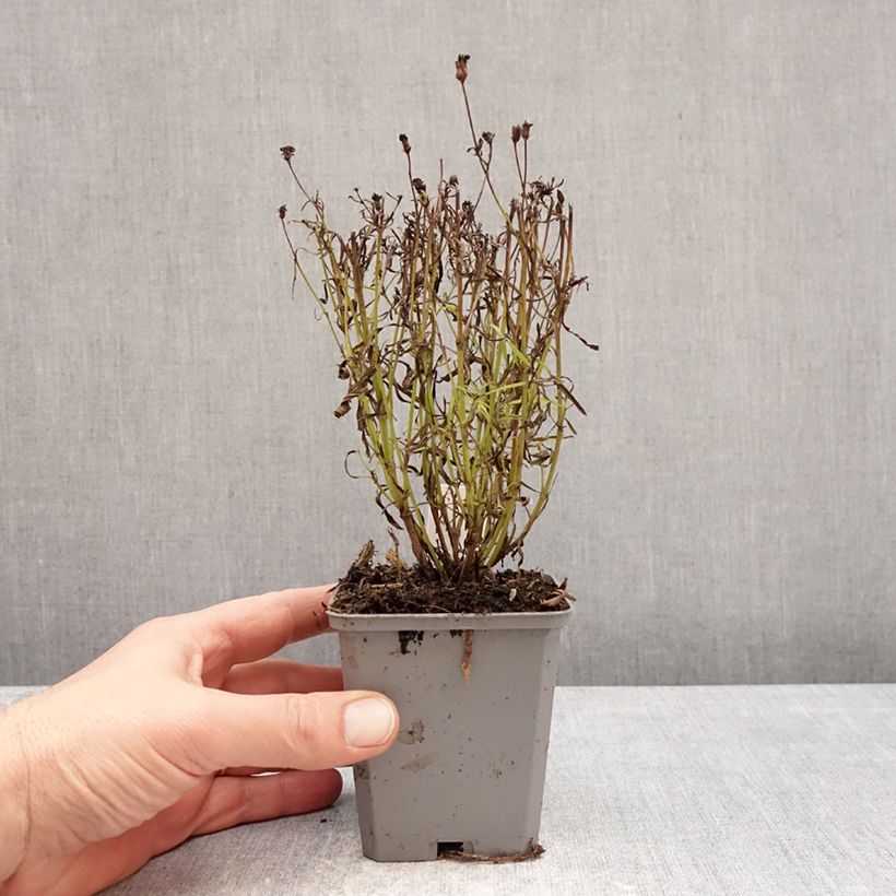 Coreopsis verticillata Ladybird Vasetto da 8/9 cm esemplare consegnato in inverno