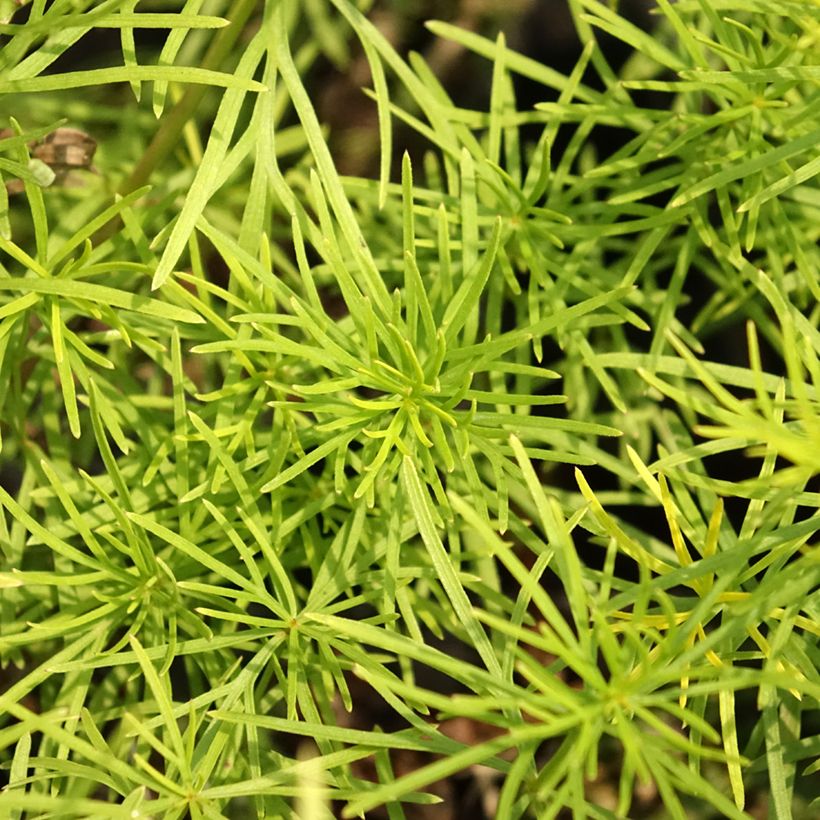 Coreopsis verticillata Zagreb (Fogliame)