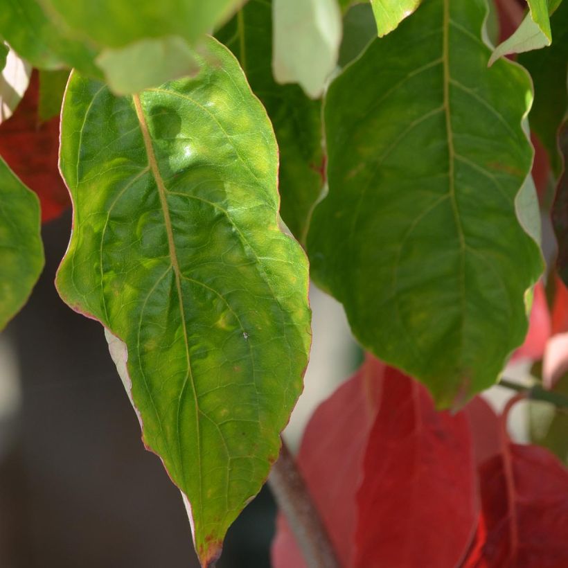 Cornus nuttallii Ascona - Corniolo da fiore (Fogliame)