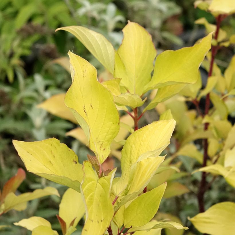 Cornus alba Aurea (Foliage)