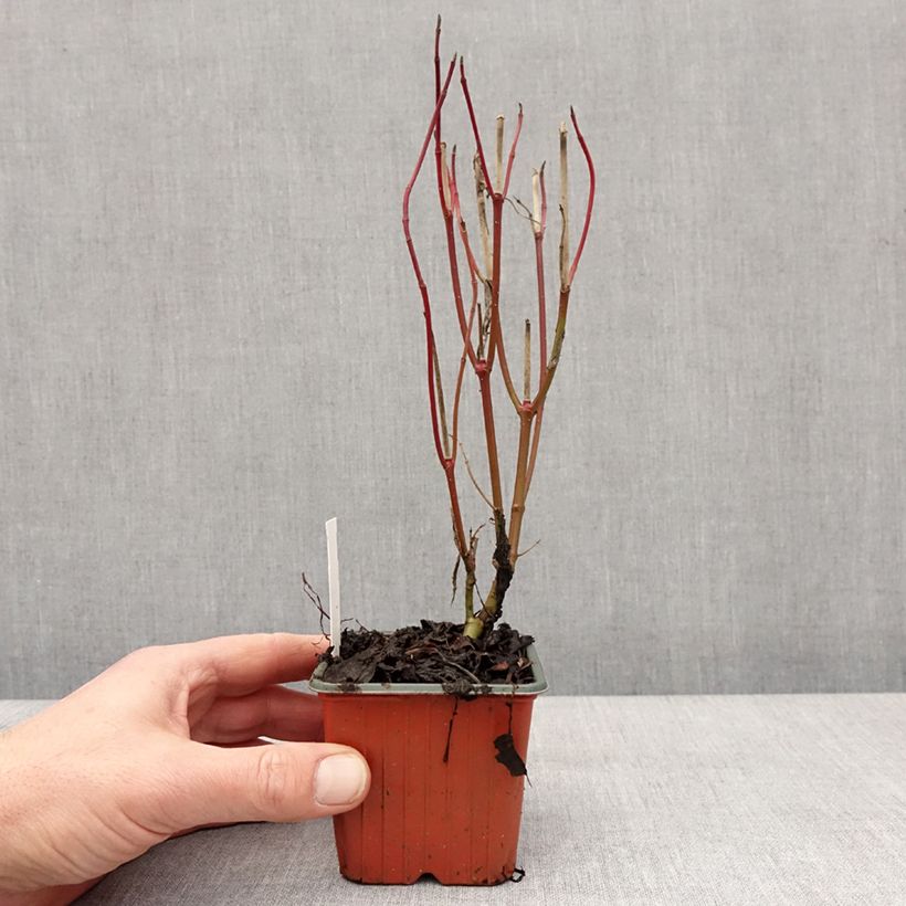 Cornus alba Elegantissima - Cornouiller blanc panaché Godet de 8/9 cm esemplare consegnato in inverno