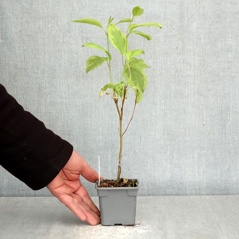 Cornus alba Gouchaultii Vasetto da 8/9 cm esemplare consegnato in primavera
