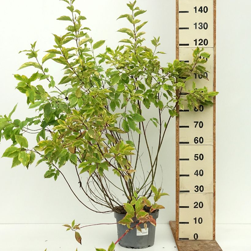 Esemplare di Cornus alba Gouchaultii Vaso da 7,5L/10L consegnato in estate