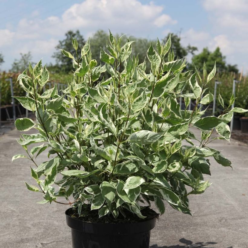 Cornus alba Ivory Halo (Porto)