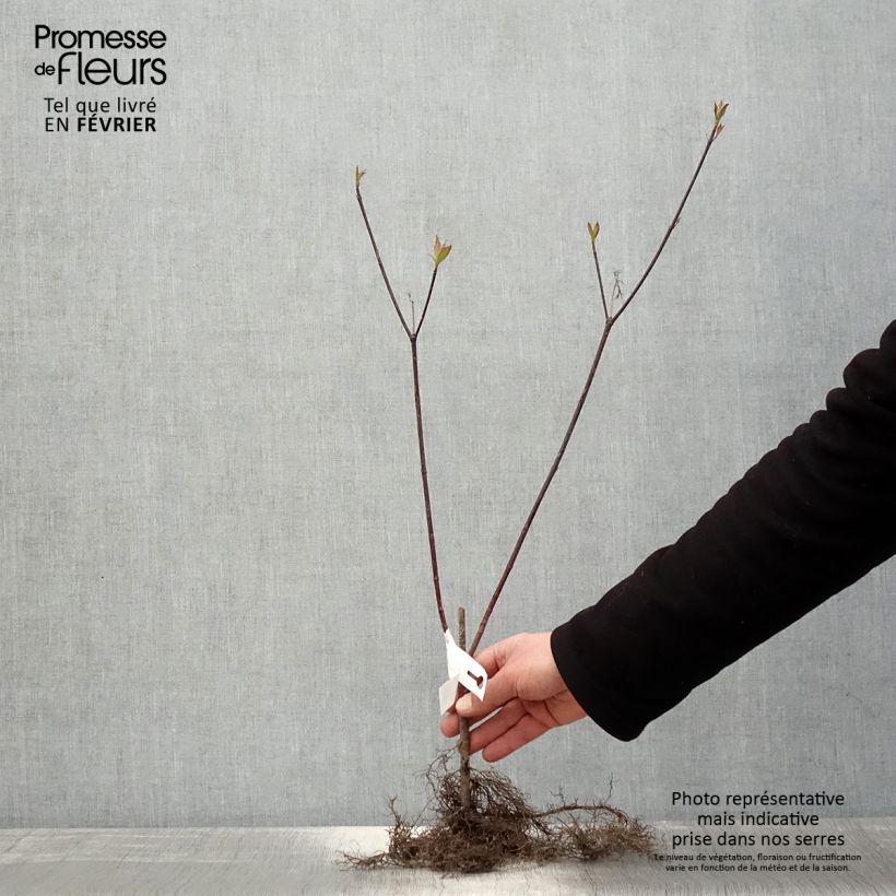 Example of Cornus alba Kesselringii Piante piccole a radice nuda, A cespuglio as you get in hiver