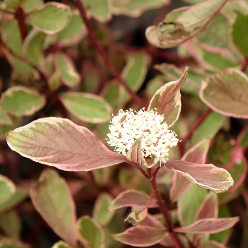Cornus alba Miracle (Flowering)