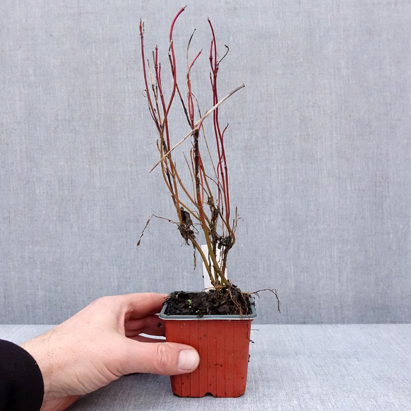 Cornus alba Neon Burst - Cornouiller blanc Godet de 8/9 cm esemplare consegnato in inverno