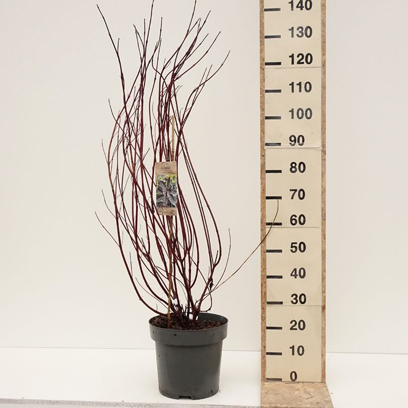 Cornus alba Nightfall - Cornouiller blanc Pot de 12L/15L esemplare consegnato in inverno
